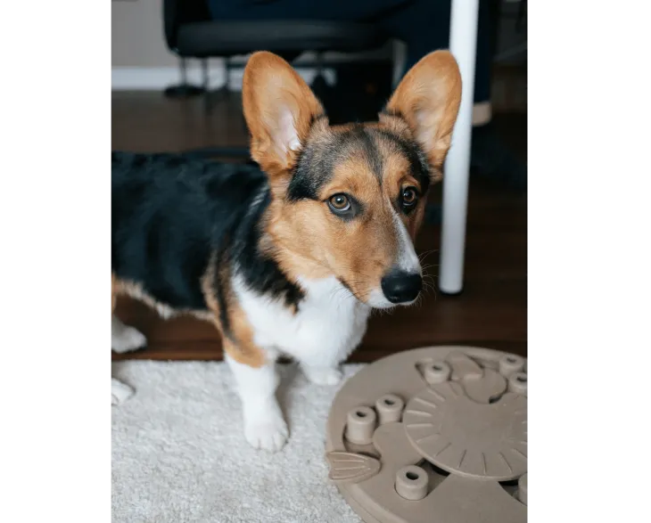 Cute dog with a dog puzzle toy