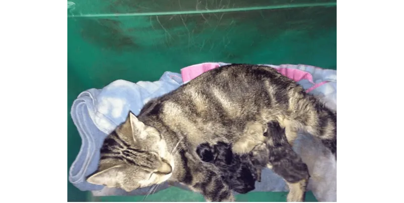 Mother and kittens being take care of by WAW Pet care