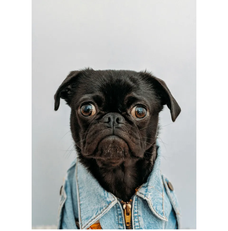 Placeholder image.Cute brown dog ina denim jacket who is staring right at the camera