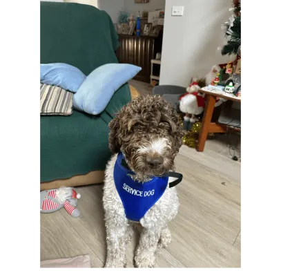 Chocolate and White Australia Labradoodle in a service dog vest#shop_name