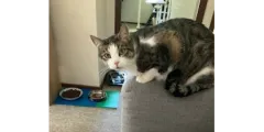 Tabby cat taken care of by WAW Pet Care