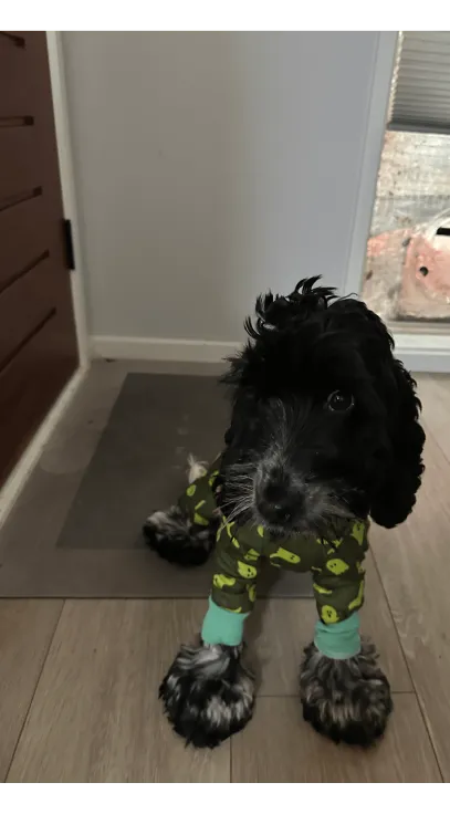 A blue roan cocker spaniel in Pjymanas#shop_name