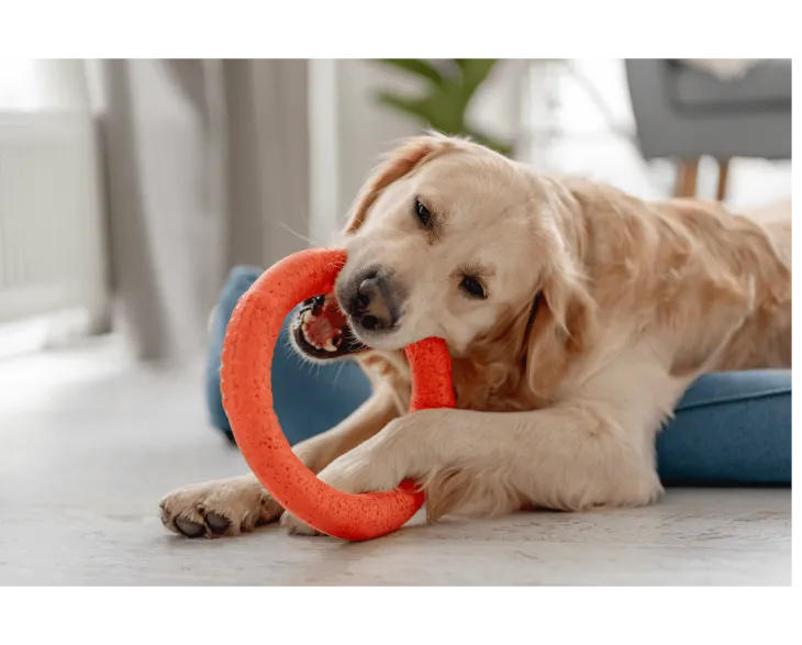 Golden retriever dog at home