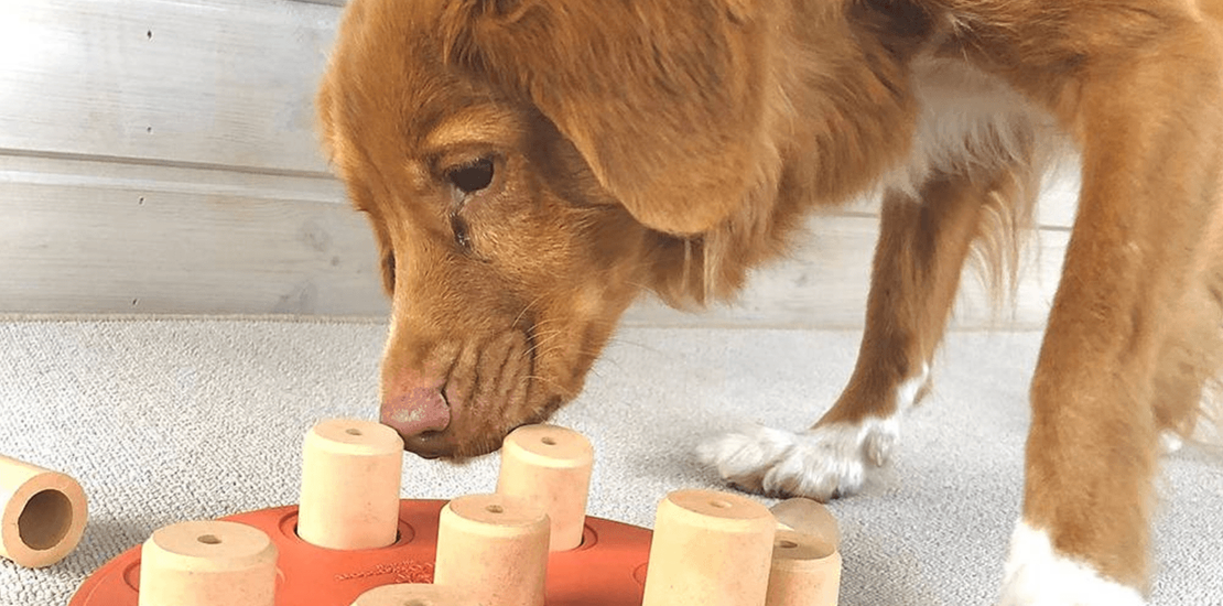 doggycatgifts.com