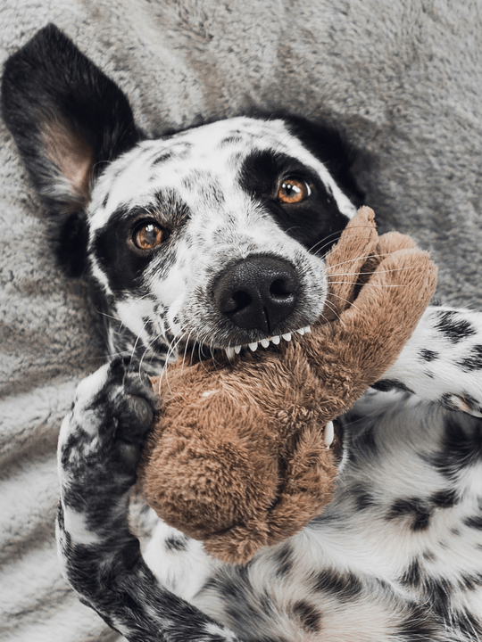 Cute Cross Breed Dog Playing with a plush Dog Toy