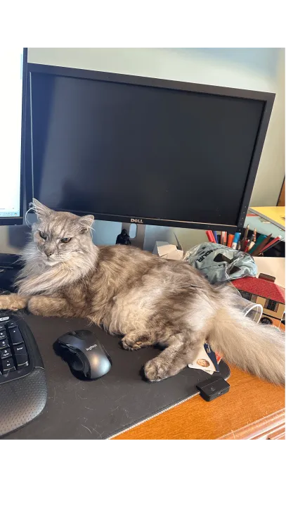 Large grey long haired cat sitting on a desk #shop_name